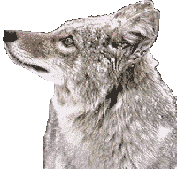 transfox.gif (12266 bytes)